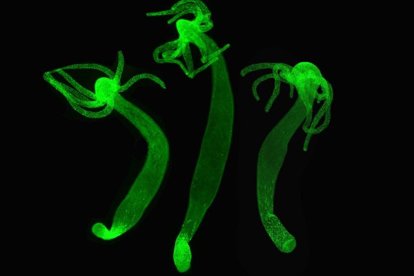 Взломали аккаунт на кракене что делать